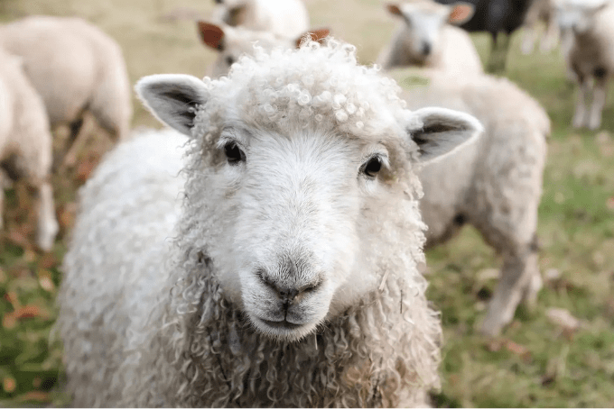 Lana merino in bici: perché sceglierla, quando usarla e cosa acquistare - Bike Advice